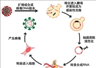 次氯酸消毒液
