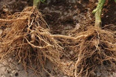 電解水促進植物生長、提高產量