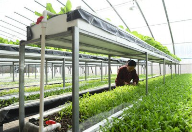 次氯酸水可有效用在農業種植生產中