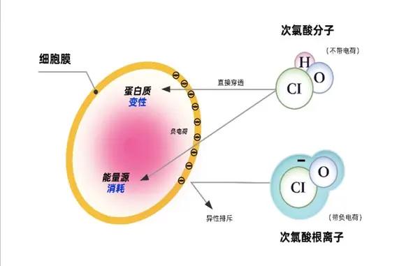 次氯酸發(fā)生器